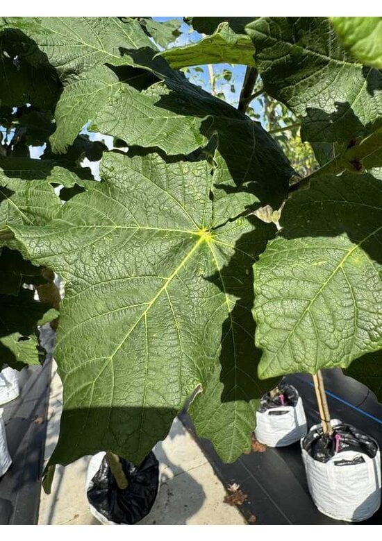 Schneeball Ahorn | Acer opalus