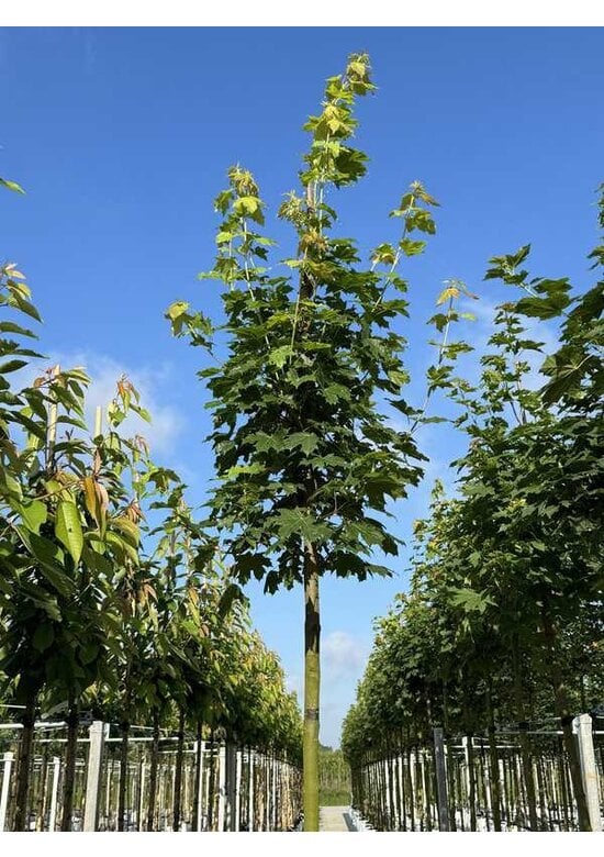 Spitzahorn Hochstamm | Acer platanoides