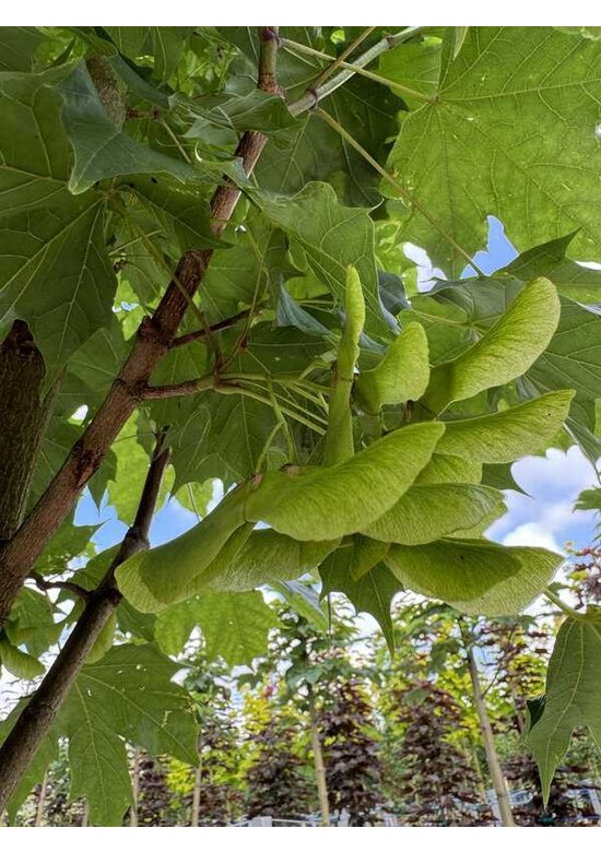 Säulenförmiger Spitzahorn 'Columnare' | Acer platanoides 'Columnare'