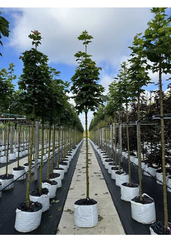Säulenförmiger Spitzahorn 'Columnare' | Acer platanoides 'Columnare'