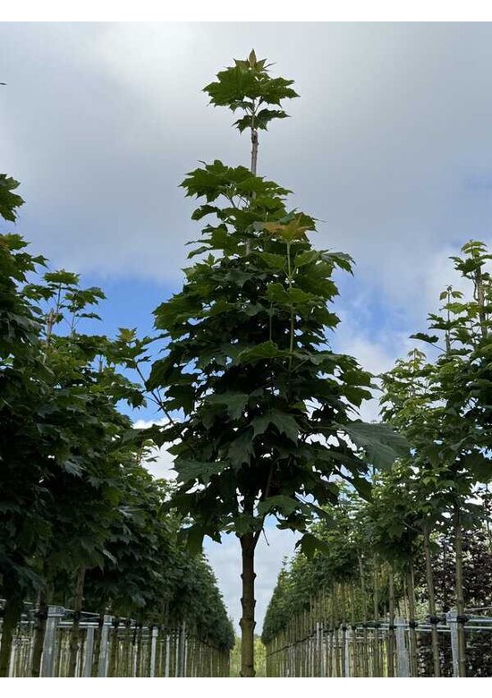Säulenförmiger Spitzahorn 'Columnare' | Acer platanoides 'Columnare'