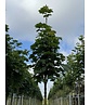 Säulenförmiger Spitzahorn 'Columnare' | Acer platanoides 'Columnare'