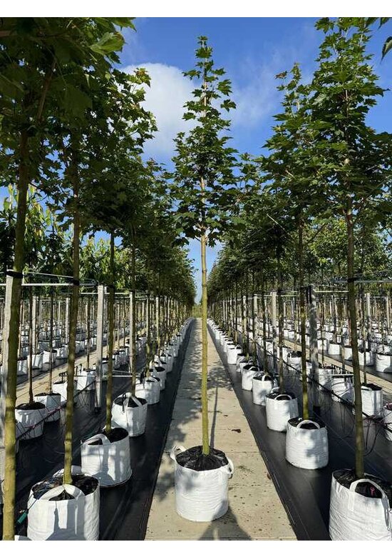 Kegelförmiger Spitzahorn 'Emerald Queen' | Acer platanoides 'Emerald Queen'