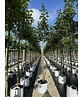 Kegelförmiger Spitzahorn 'Emerald Queen' | Acer platanoides 'Emerald Queen'