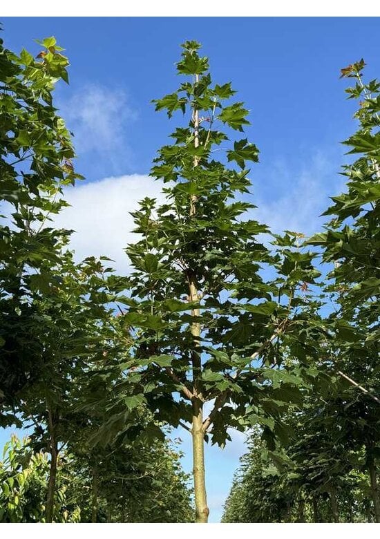 Kegelförmiger Spitzahorn 'Emerald Queen' | Acer platanoides 'Emerald Queen'