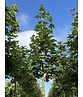 Kegelförmiger Spitzahorn 'Emerald Queen' | Acer platanoides 'Emerald Queen'