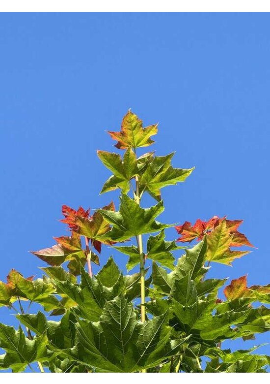 Kegelförmiger Spitzahorn 'Emerald Queen' | Acer platanoides 'Emerald Queen'