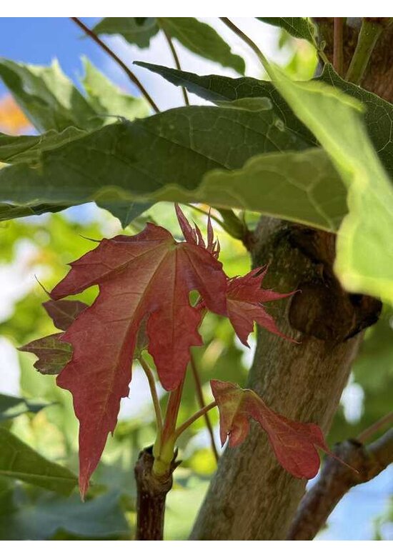 Kegelförmiger Spitzahorn 'Emerald Queen' | Acer platanoides 'Emerald Queen'
