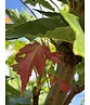 Kegelförmiger Spitzahorn 'Emerald Queen' | Acer platanoides 'Emerald Queen'