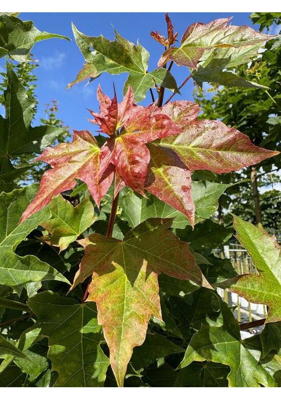 Kegelförmiger Spitzahorn 'Emerald Queen' | Acer platanoides 'Emerald Queen'