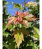 Kegelförmiger Spitzahorn 'Emerald Queen' | Acer platanoides 'Emerald Queen'