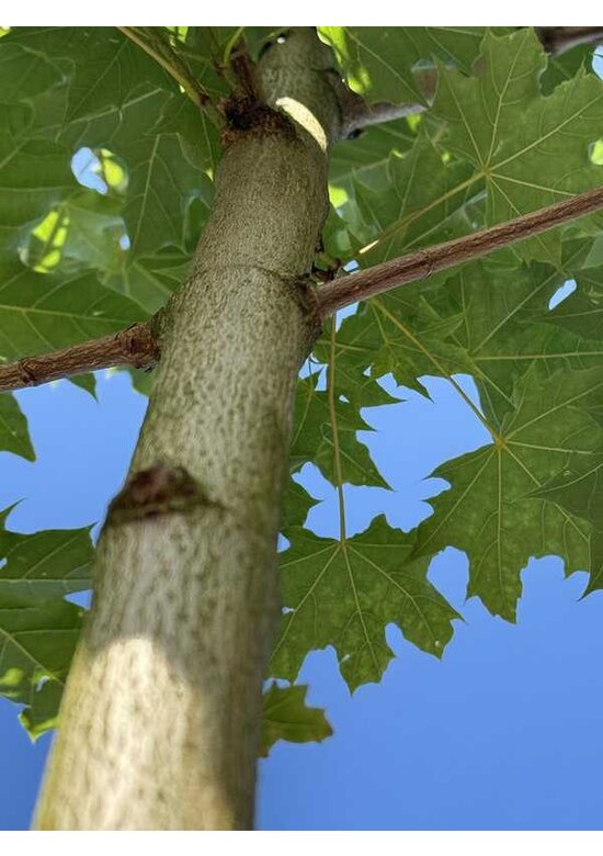 Kegelförmiger Spitzahorn 'Emerald Queen' | Acer platanoides 'Emerald Queen'