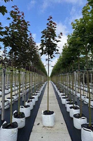 Spitzahorn 'Fairview' | Acer platanoides 'Fairview'