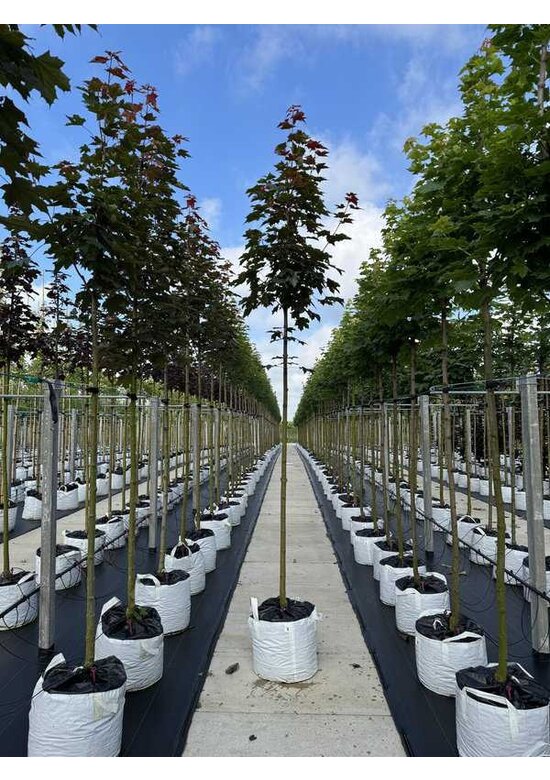 Spitzahorn 'Fairview' | Acer platanoides 'Fairview'