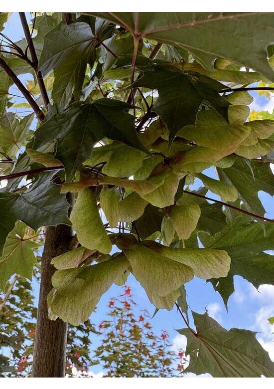 Spitzahorn 'Fairview' | Acer platanoides 'Fairview'