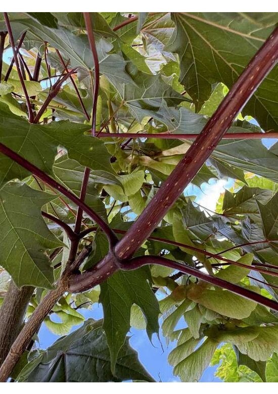 Spitzahorn 'Fairview' | Acer platanoides 'Fairview'