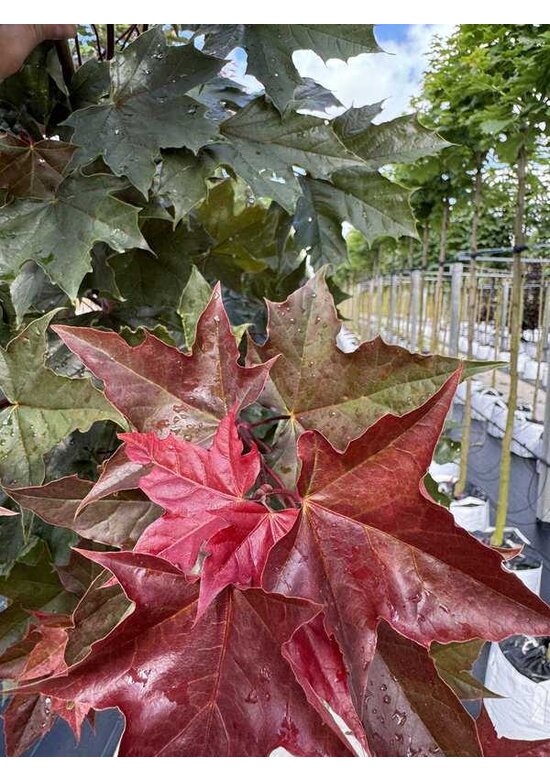 Spitzahorn 'Fairview' | Acer platanoides 'Fairview'