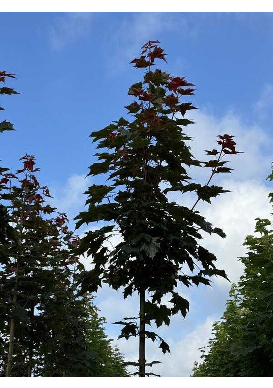 Spitzahorn 'Fairview' | Acer platanoides 'Fairview'