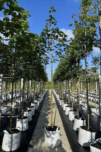 Spitzahorn 'Farlake's Green' | Acer platanoides 'Farlakes Green'