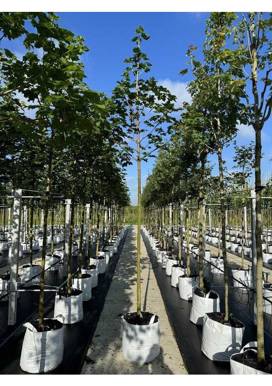 Spitzahorn 'Farlake's Green' | Acer platanoides 'Farlakes Green'