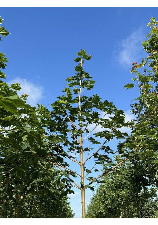 Spitzahorn 'Farlake's Green' | Acer platanoides 'Farlakes Green' Spitzahorn 'Farlake's Green' | Acer platanoides 'Farlakes Green'