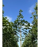 Spitzahorn 'Farlake's Green' | Acer platanoides 'Farlakes Green'