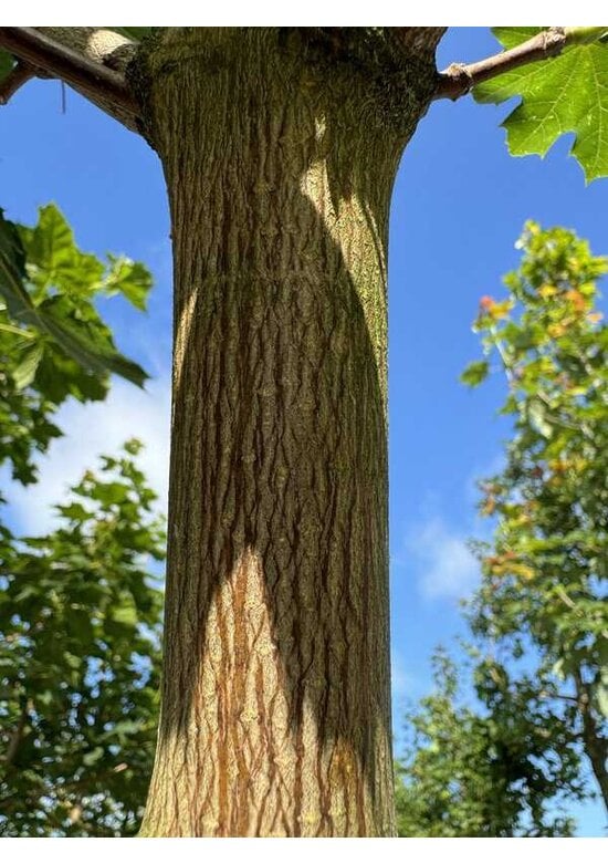 Spitzahorn 'Farlake's Green' | Acer platanoides 'Farlakes Green'