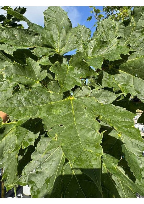 Spitzahorn 'Farlake's Green' | Acer platanoides 'Farlakes Green' Spitzahorn 'Farlake's Green' | Acer platanoides 'Farlakes Green'