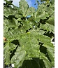 Spitzahorn 'Farlake's Green' | Acer platanoides 'Farlakes Green' Spitzahorn 'Farlake's Green' | Acer platanoides 'Farlakes Green'