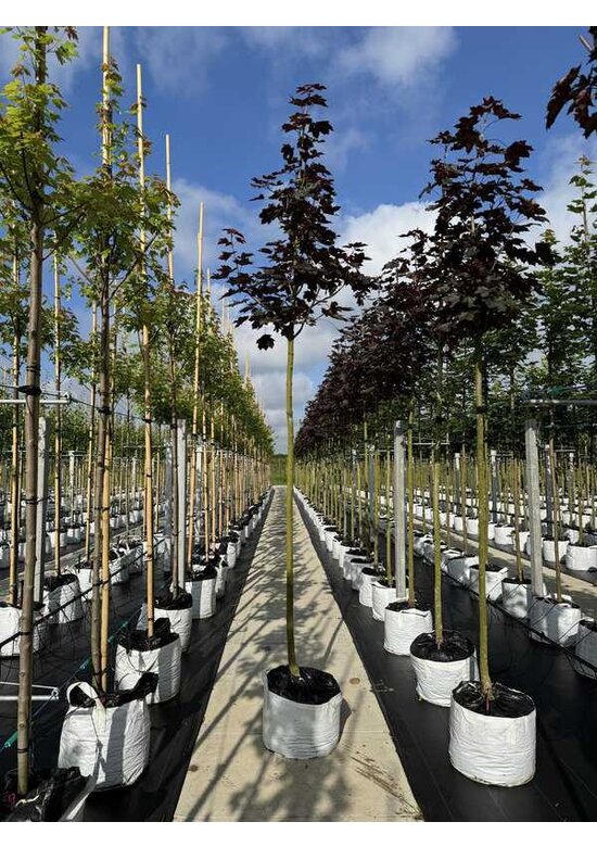 Oregon-Blutahorn 'Royal Red' | Acer platanoides 'Royal Red'