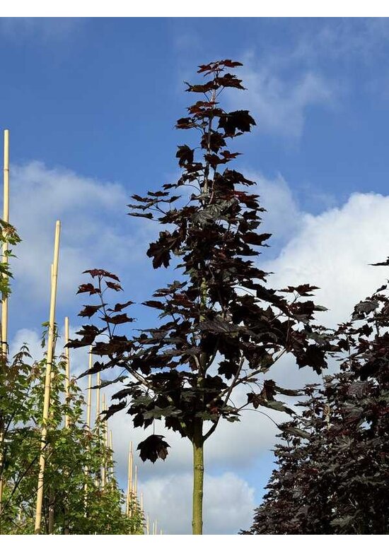 Oregon-Blutahorn 'Royal Red' | Acer platanoides 'Royal Red'