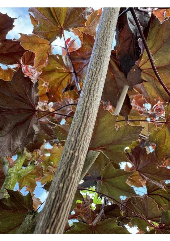 Oregon-Blutahorn 'Royal Red' | Acer platanoides 'Royal Red'