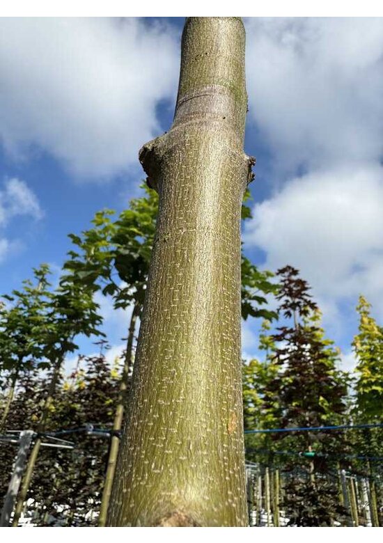 Berg-Ahorn 'Bruchem' | Acer pseudoplatanus 'Bruchem'