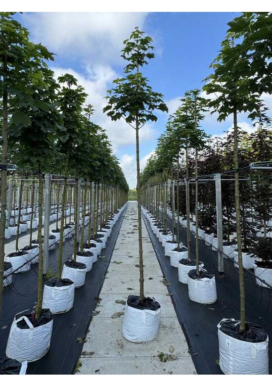 Berg-Ahorn 'Bruchem' | Acer pseudoplatanus 'Bruchem'
