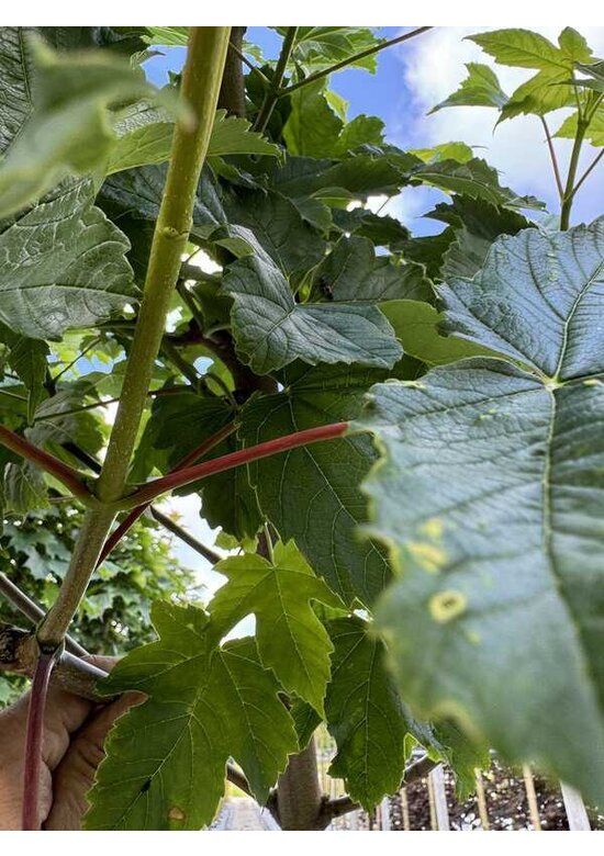 Berg-Ahorn 'Bruchem' | Acer pseudoplatanus 'Bruchem'