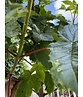 Berg-Ahorn 'Bruchem' | Acer pseudoplatanus 'Bruchem'