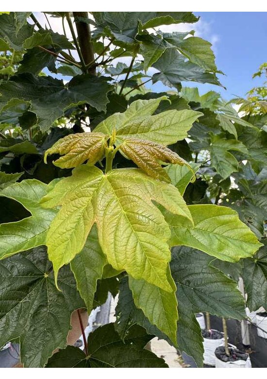 Berg-Ahorn 'Bruchem' | Acer pseudoplatanus 'Bruchem'