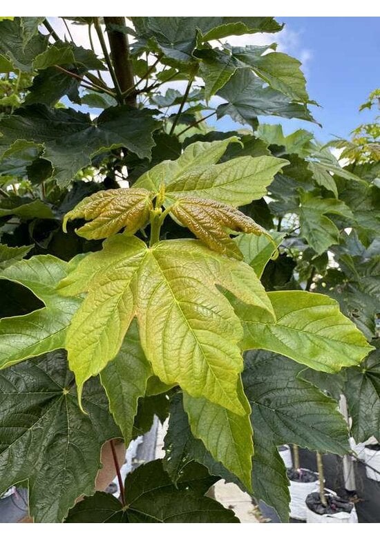 Berg-Ahorn 'Bruchem' | Acer pseudoplatanus 'Bruchem'