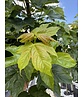 Berg-Ahorn 'Bruchem' | Acer pseudoplatanus 'Bruchem'