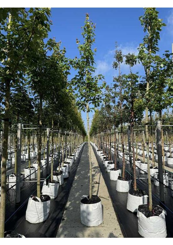 Rotahorn 'Red Sunset' | Acer rubrum 'Red Sunset'