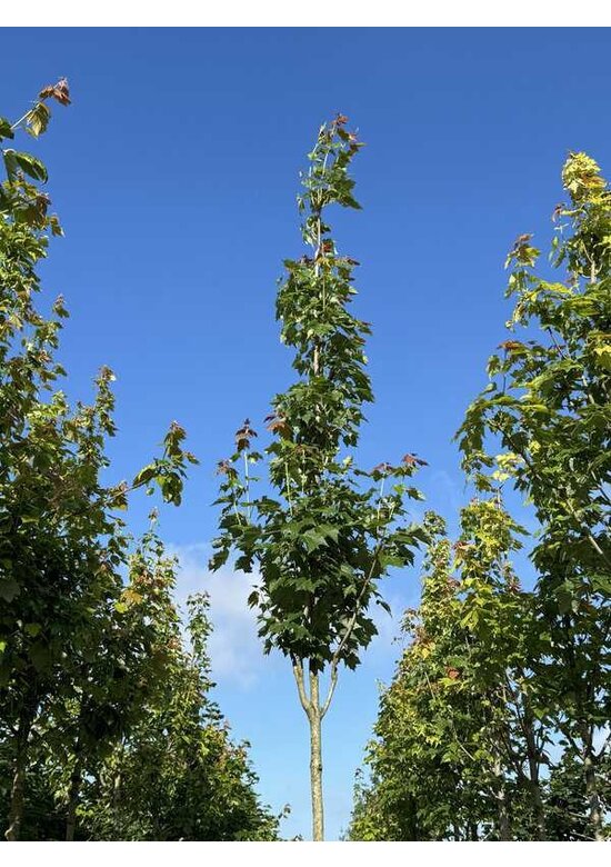 Säulen-Rotahorn 'Scanlon' | Acer rubrum 'Scanlon'