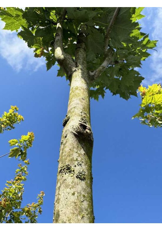 Säulen-Rotahorn 'Scanlon' | Acer rubrum 'Scanlon'