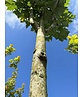 Säulen-Rotahorn 'Scanlon' | Acer rubrum 'Scanlon'