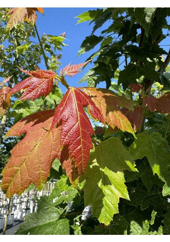 Säulen-Rotahorn 'Scanlon' | Acer rubrum 'Scanlon'