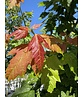 Säulen-Rotahorn 'Scanlon' | Acer rubrum 'Scanlon'