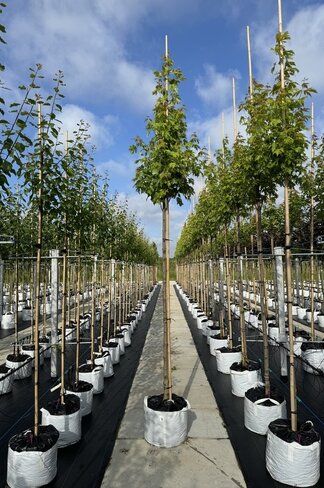 Silberahorn 'Pyramidale' | Acer saccharinum 'Pyramidale'