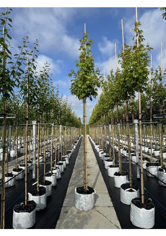 Silberahorn 'Pyramidale' | Acer saccharinum 'Pyramidale'