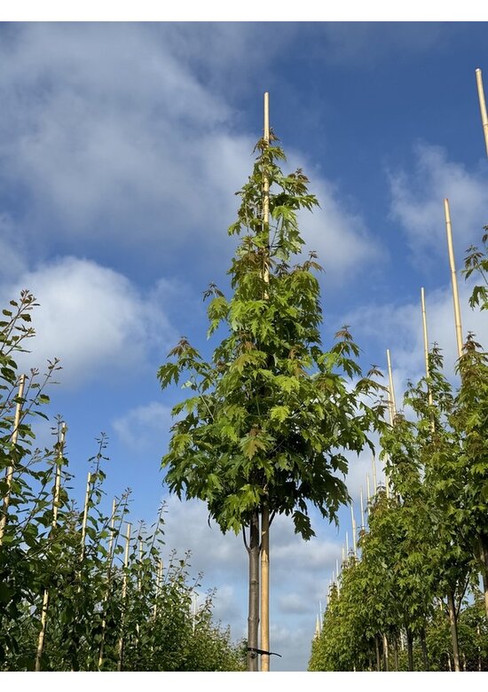 Silberahorn 'Pyramidale' | Acer saccharinum 'Pyramidale'