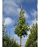 Silberahorn 'Pyramidale' | Acer saccharinum 'Pyramidale'
