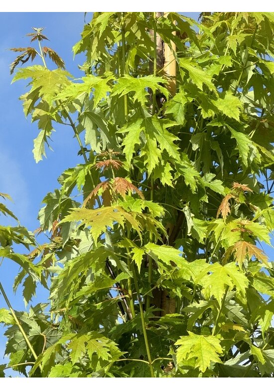 Silberahorn 'Pyramidale' | Acer saccharinum 'Pyramidale'